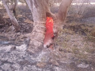 Course Set - FWPCOT2254, FWPCOT2275 & FWPCOT2273 (Maintain chainsaws, Basic felling, Trim and cut felled trees)